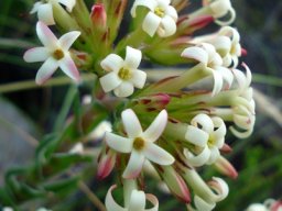 Crassula fascicularis floral features